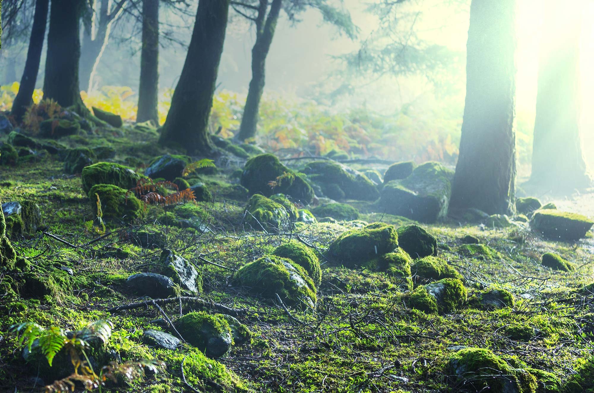 Marche Gourmande 2017
